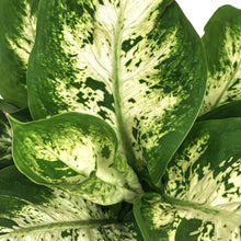 Load image into Gallery viewer, Dieffenbachia, 6in, Snow - Floral Acres Greenhouse & Garden Centre
