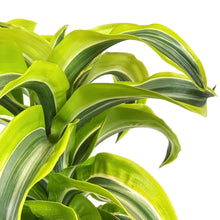 Load image into Gallery viewer, Dracaena, 6in, Lemon Surprise - Floral Acres Greenhouse & Garden Centre