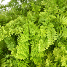 Load image into Gallery viewer, Fern, 6in, Cotton Candy - Floral Acres Greenhouse & Garden Centre