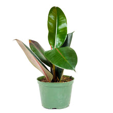 Load image into Gallery viewer, Ficus, 6in, Robusta - Floral Acres Greenhouse & Garden Centre