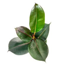 Load image into Gallery viewer, Ficus, 6in, Robusta - Floral Acres Greenhouse & Garden Centre