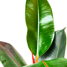 Load image into Gallery viewer, Ficus, 6in, Robusta - Floral Acres Greenhouse & Garden Centre