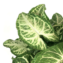 Load image into Gallery viewer, Nephthytis, 6in, Glo Go - Floral Acres Greenhouse & Garden Centre