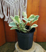Load image into Gallery viewer, Peperomia, 6in, Variegated - Floral Acres Greenhouse & Garden Centre