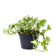 Load image into Gallery viewer, Pothos, 6in, Pearls & Jade - Floral Acres Greenhouse & Garden Centre