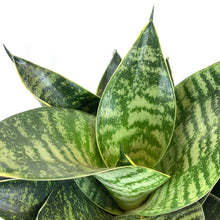 Load image into Gallery viewer, Sansevieria, 6in, Star Power, Forest Star - Floral Acres Greenhouse & Garden Centre
