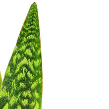 Load image into Gallery viewer, Sansevieria, 6in, Tigressa, 2 Fins - Floral Acres Greenhouse & Garden Centre