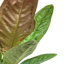Load image into Gallery viewer, Anthurium, 6in, Superbum - Floral Acres Greenhouse & Garden Centre