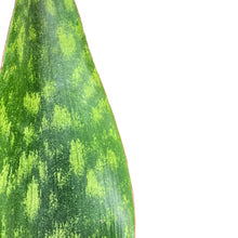 Load image into Gallery viewer, Sansevieria, 6in, Tigressa, Shark Fin - Floral Acres Greenhouse & Garden Centre