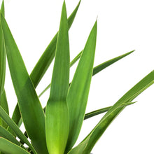 Load image into Gallery viewer, Yucca, 6in, Tips - Floral Acres Greenhouse & Garden Centre
