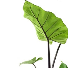 Load image into Gallery viewer, Alocasia, 8in, Dark Star - Floral Acres Greenhouse & Garden Centre