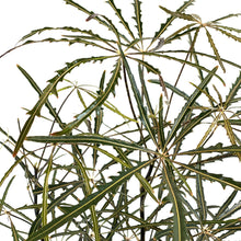 Load image into Gallery viewer, Aralia, 8in, Falsa - Floral Acres Greenhouse & Garden Centre