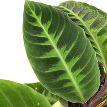 Load image into Gallery viewer, Calathea, 8in, Warscewiczii - Floral Acres Greenhouse & Garden Centre