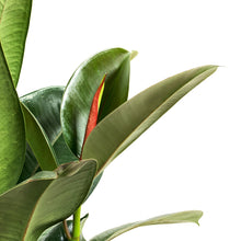 Load image into Gallery viewer, Ficus, 8in, Robusta - Floral Acres Greenhouse & Garden Centre