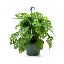 Load image into Gallery viewer, Philodendron, 8in, Swiss Cheese, Hanging Basket - Floral Acres Greenhouse & Garden Centre