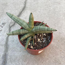 Load image into Gallery viewer, Sansevieria, 4in, Boncel - Floral Acres Greenhouse & Garden Centre