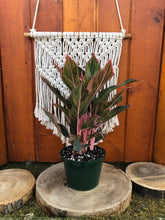 Load image into Gallery viewer, Aglaonema, 6in, Aurora Siam - Floral Acres Greenhouse & Garden Centre