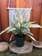 Load image into Gallery viewer, Aglaonema, 6in, Etta Rose - Floral Acres Greenhouse & Garden Centre