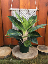 Load image into Gallery viewer, Aglaonema, 6in, Green Papaya - Floral Acres Greenhouse &amp; Garden Centre
