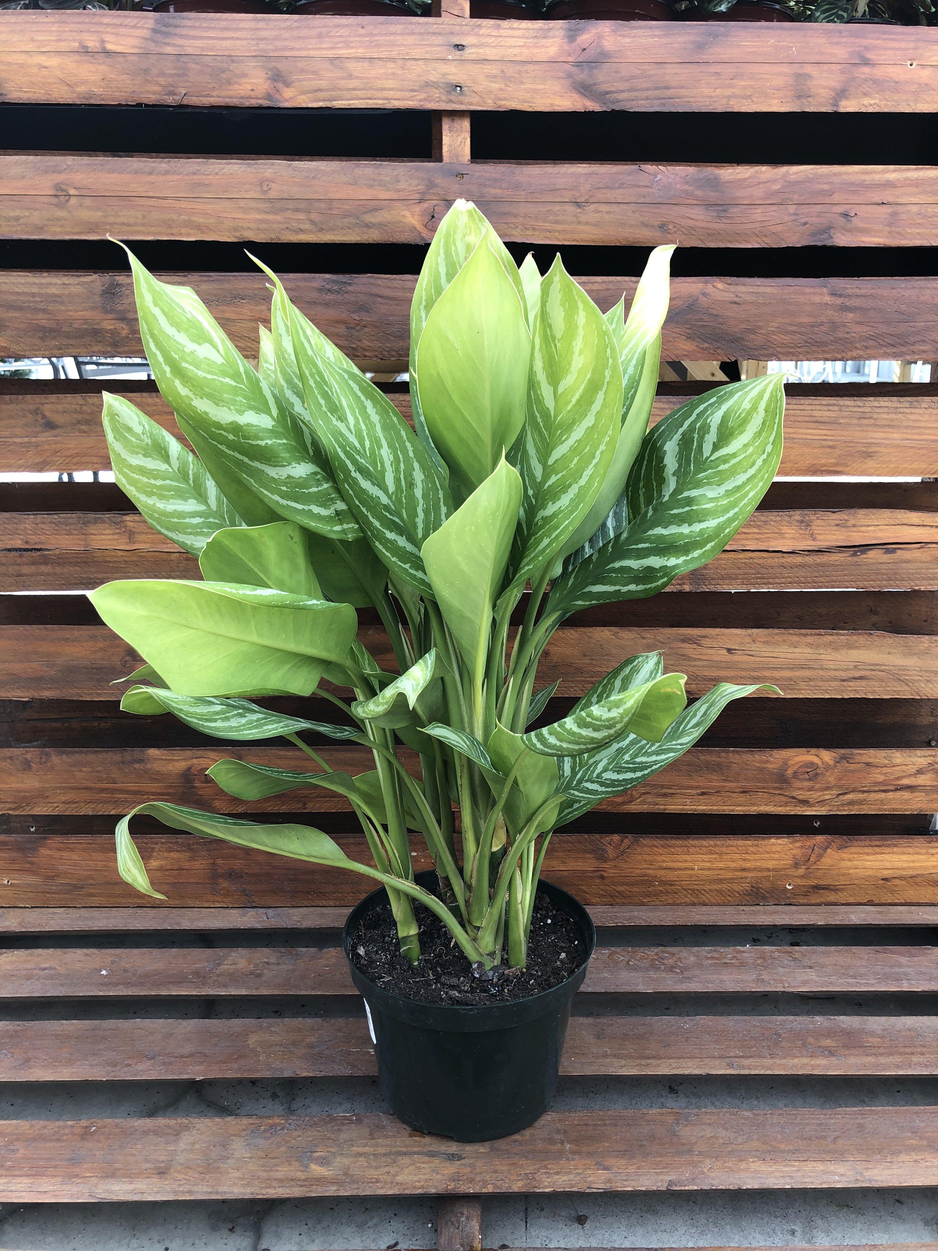 Aglaonema, 8in, Stripes – Floral Acres Greenhouse & Garden Centre