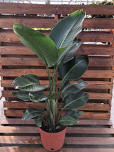 Load image into Gallery viewer, Bird of Paradise, 10in, White - Floral Acres Greenhouse & Garden Centre
