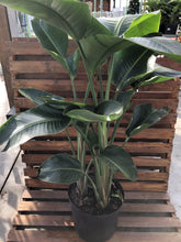 Load image into Gallery viewer, Bird of Paradise, 14in, White - Floral Acres Greenhouse & Garden Centre