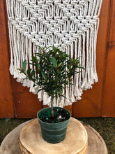 Load image into Gallery viewer, Bonsai, 4in, Eugenia Globulus - Floral Acres Greenhouse & Garden Centre