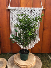 Load image into Gallery viewer, Bonsai, 4in, Jabotacaba - Floral Acres Greenhouse & Garden Centre