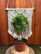 Load image into Gallery viewer, Bonsai, 6in, Aralia Snowflake - Floral Acres Greenhouse & Garden Centre