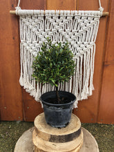Load image into Gallery viewer, Bonsai, 6in, Eugenia Globulus - Floral Acres Greenhouse & Garden Centre