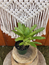Load image into Gallery viewer, Bromeliad, 4in, Sour Apple - Floral Acres Greenhouse & Garden Centre