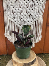 Load image into Gallery viewer, Calathea, 6in, Roseopicta - Floral Acres Greenhouse & Garden Centre