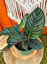 Load image into Gallery viewer, Calathea, 6in, Ornata - Floral Acres Greenhouse & Garden Centre