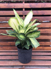 Load image into Gallery viewer, Dieffenbachia, 10in, Tropic Marianne - Floral Acres Greenhouse & Garden Centre