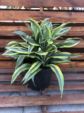 Load image into Gallery viewer, Dracaena, 10in, Lemon Lime - Floral Acres Greenhouse & Garden Centre