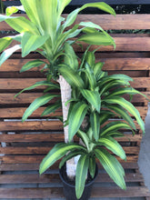 Load image into Gallery viewer, Dracaena, 10in, Mass Cane 3/2/1 - Floral Acres Greenhouse & Garden Centre