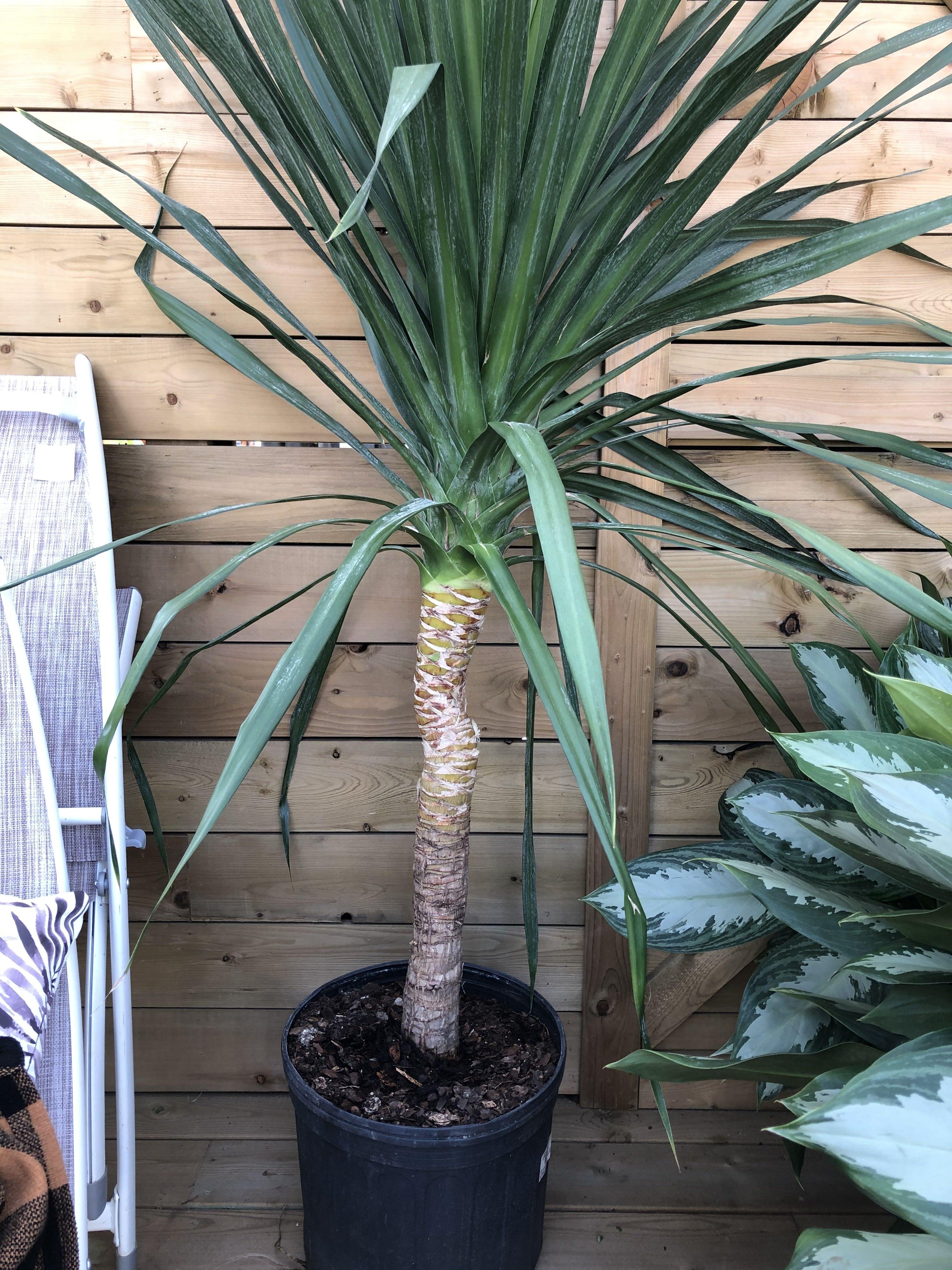 dracaena arborea outdoor Dracaena, 14in, Arborea Single Cane