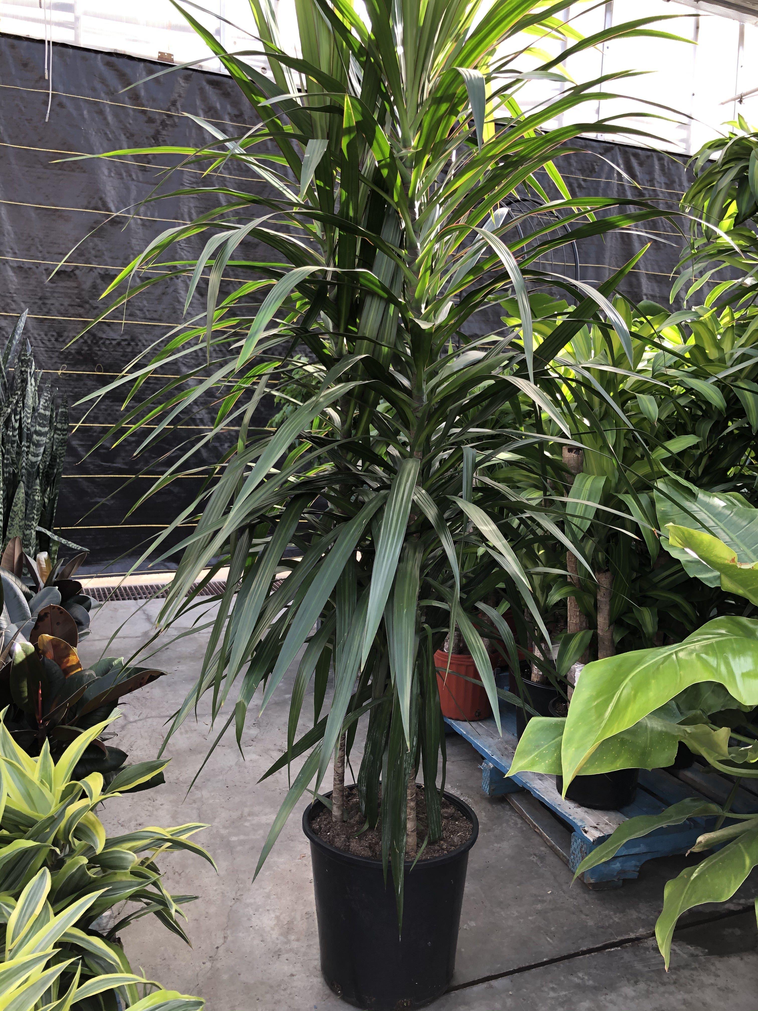 Dracaena, 14in, Tarzan Bush – Floral Acres Greenhouse & Garden Centre