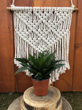 Load image into Gallery viewer, Dracaena, 4in, Janet Craig Compacta - Floral Acres Greenhouse & Garden Centre
