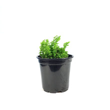 Load image into Gallery viewer, Fern, 4in, Boston Fluffy Ruffles