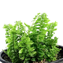 Load image into Gallery viewer, Fern, 4in, Boston Fluffy Ruffles