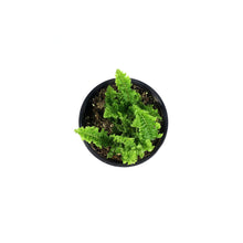Load image into Gallery viewer, Fern, 4in, Boston Fluffy Ruffles