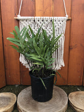 Load image into Gallery viewer, Fern, 6in, Kangaroo/Wart - Floral Acres Greenhouse & Garden Centre