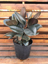 Load image into Gallery viewer, Ficus, 10in, Burgundy Bush - Floral Acres Greenhouse & Garden Centre