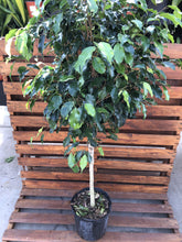 Load image into Gallery viewer, Ficus, 10in, Midnight Standard - Floral Acres Greenhouse & Garden Centre