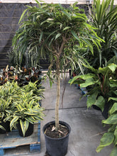 Load image into Gallery viewer, Ficus, 14in, Alli Standard - Floral Acres Greenhouse & Garden Centre