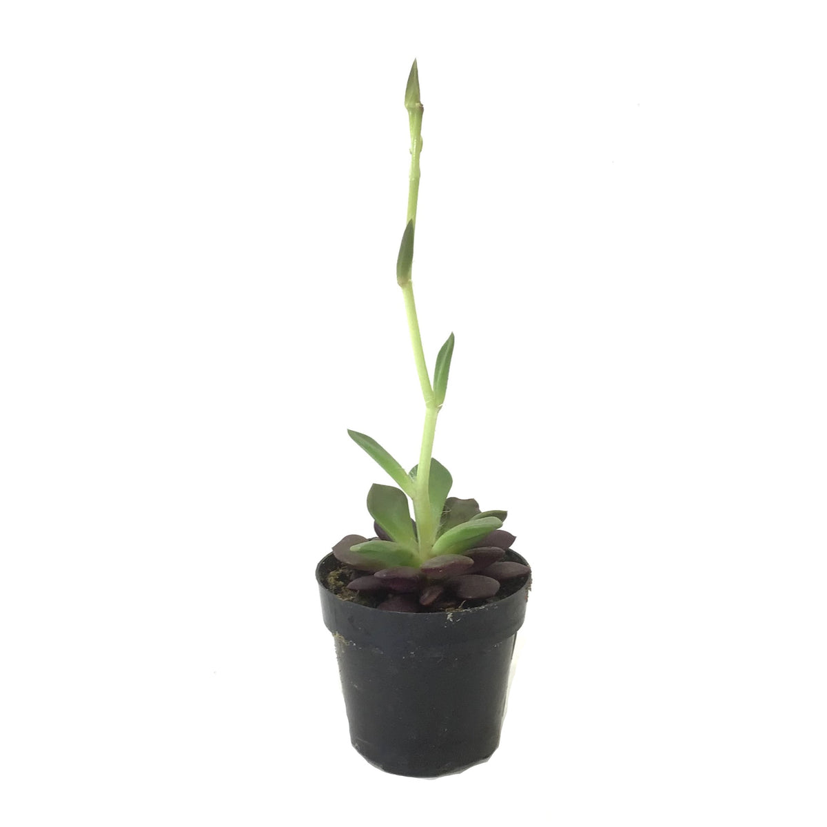 Succulent, 2in, Sand Rose - Floral Acres Greenhouse & Garden Centre