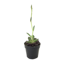 Load image into Gallery viewer, Succulent, 2in, Sand Rose - Floral Acres Greenhouse & Garden Centre
