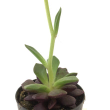Load image into Gallery viewer, Succulent, 2in, Sand Rose - Floral Acres Greenhouse & Garden Centre
