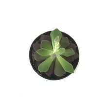 Load image into Gallery viewer, Succulent, 2in, Sand Rose - Floral Acres Greenhouse & Garden Centre